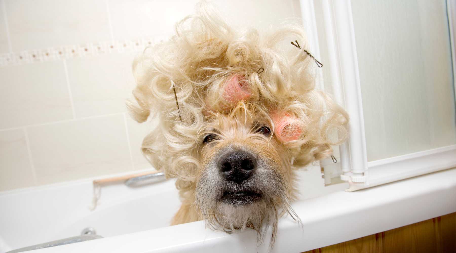 Image: Supplied A dog getting a perm