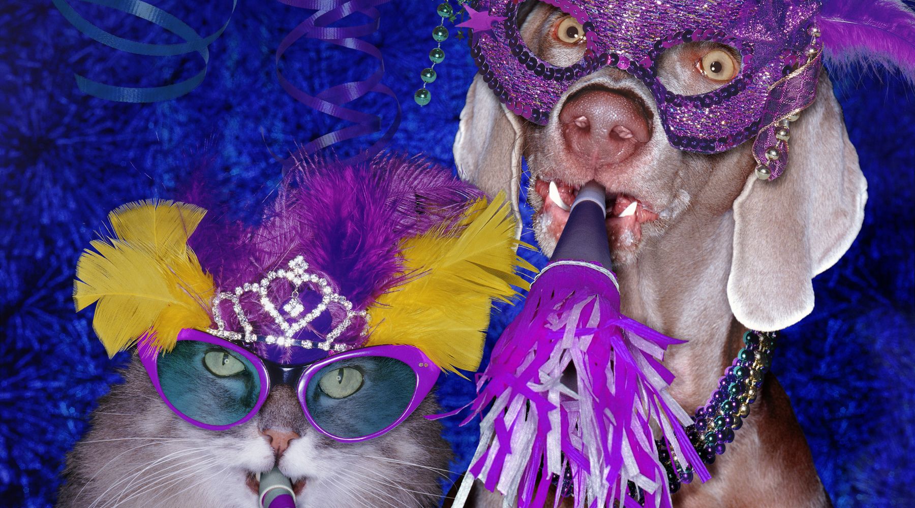 Image: Supplied Best Pet Insurance